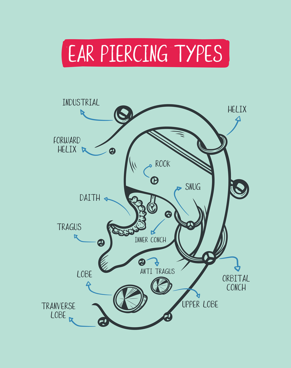 耳の位置と種類